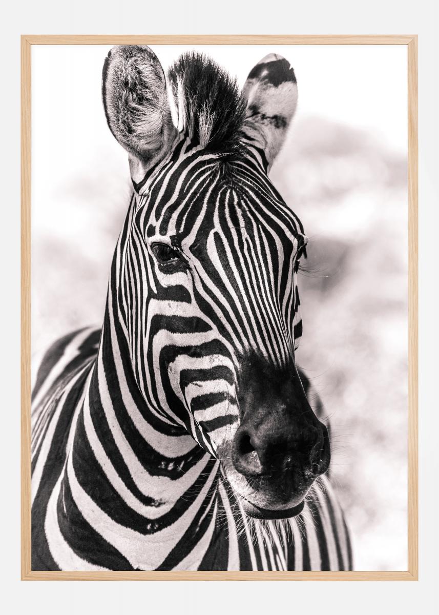 kaufen Hier Poster Zebra