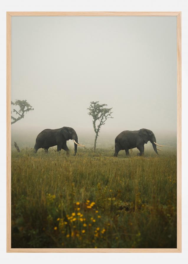 Poster Tiere & Insekten | Bild Schmetterling, Elefant etc.