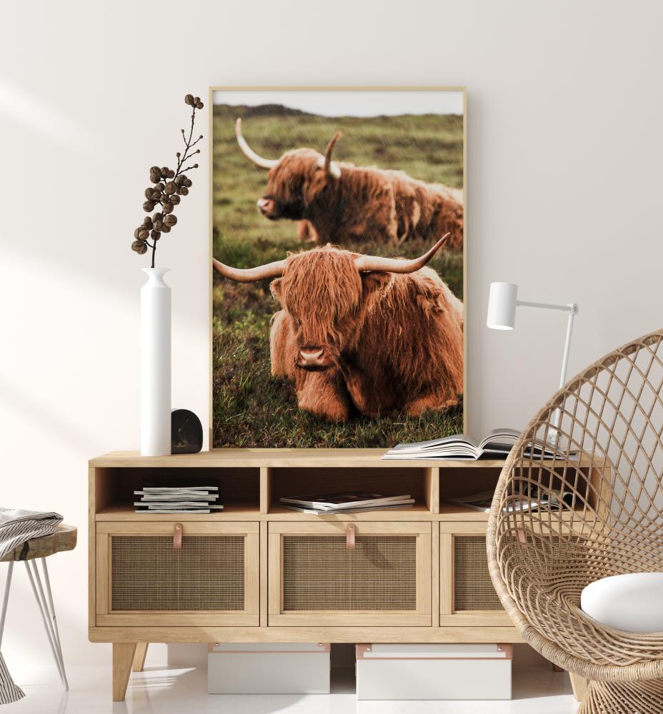 Bildverkstad Highland Cattle Poster