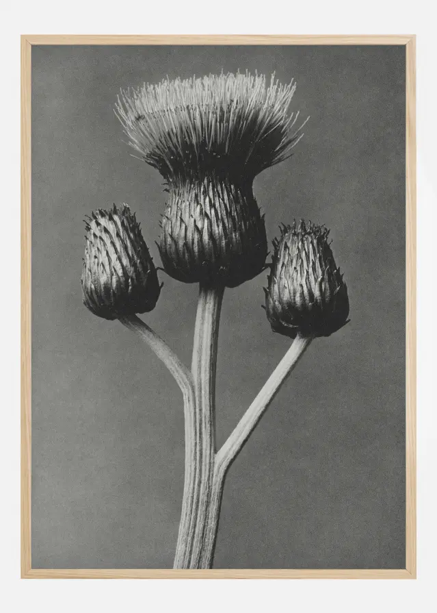 Bildverkstad Grey Flower I Poster