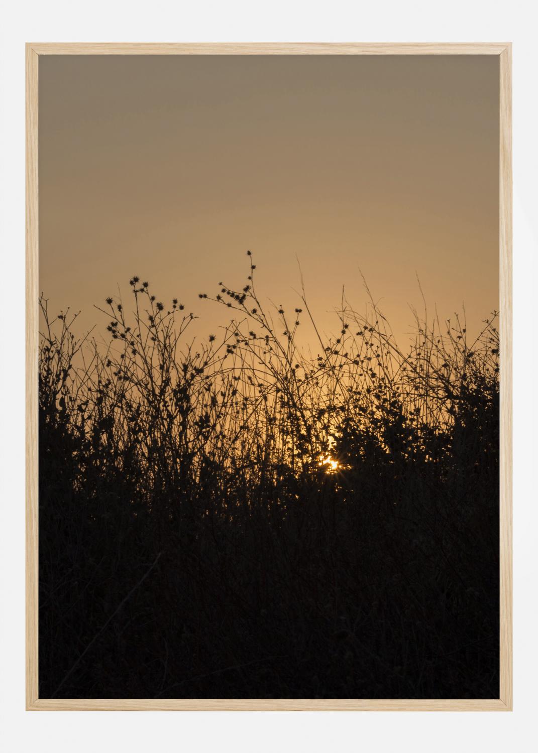 Product Image for Sneak Peak On Sun Poster (21x29.7 cm (A4))