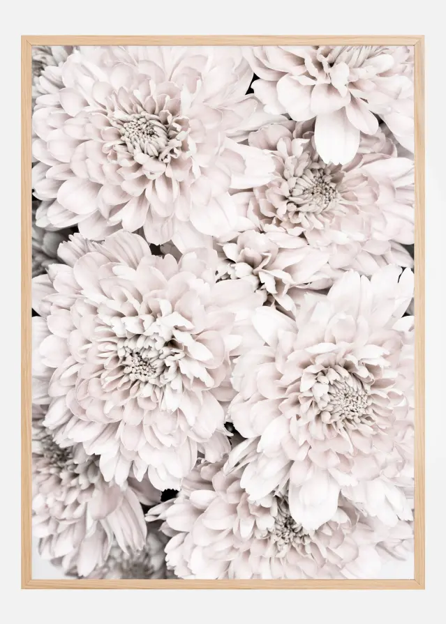 Bildverkstad Chrysanthemum II Poster