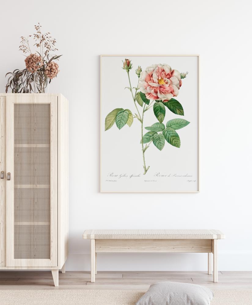 Bildverkstad Rose Poster