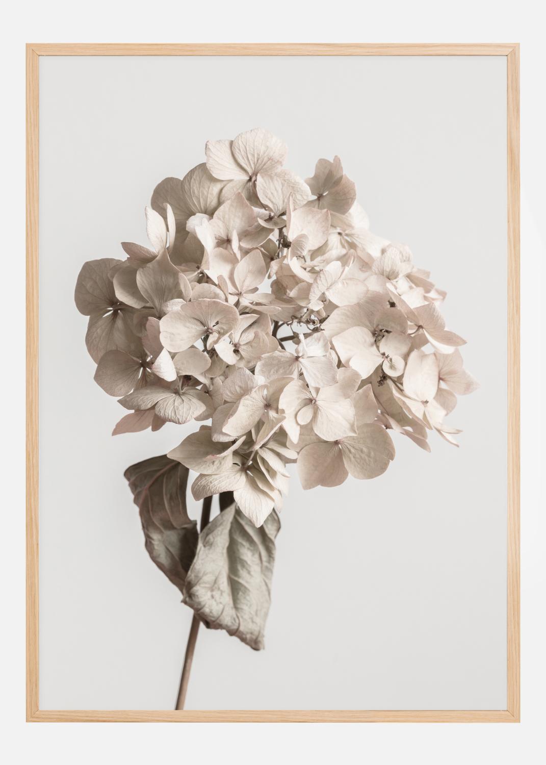 Product Image for Beige Dried Flower Poster (21x29.7 cm (A4))