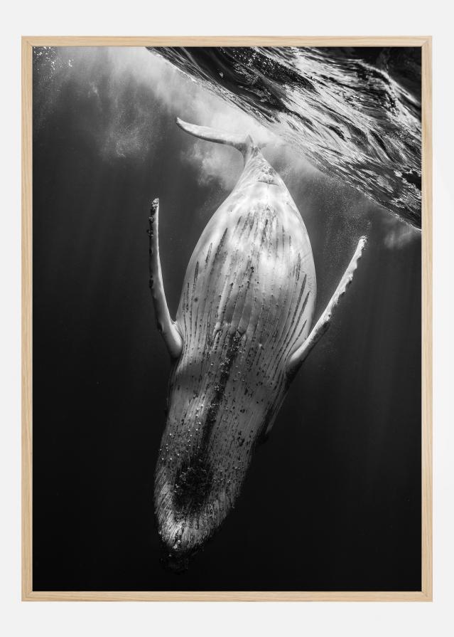 Bildverkstad Black A Whale Poster