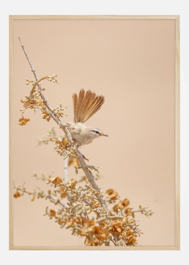 Bildverkstad Scrub Warbler Poster