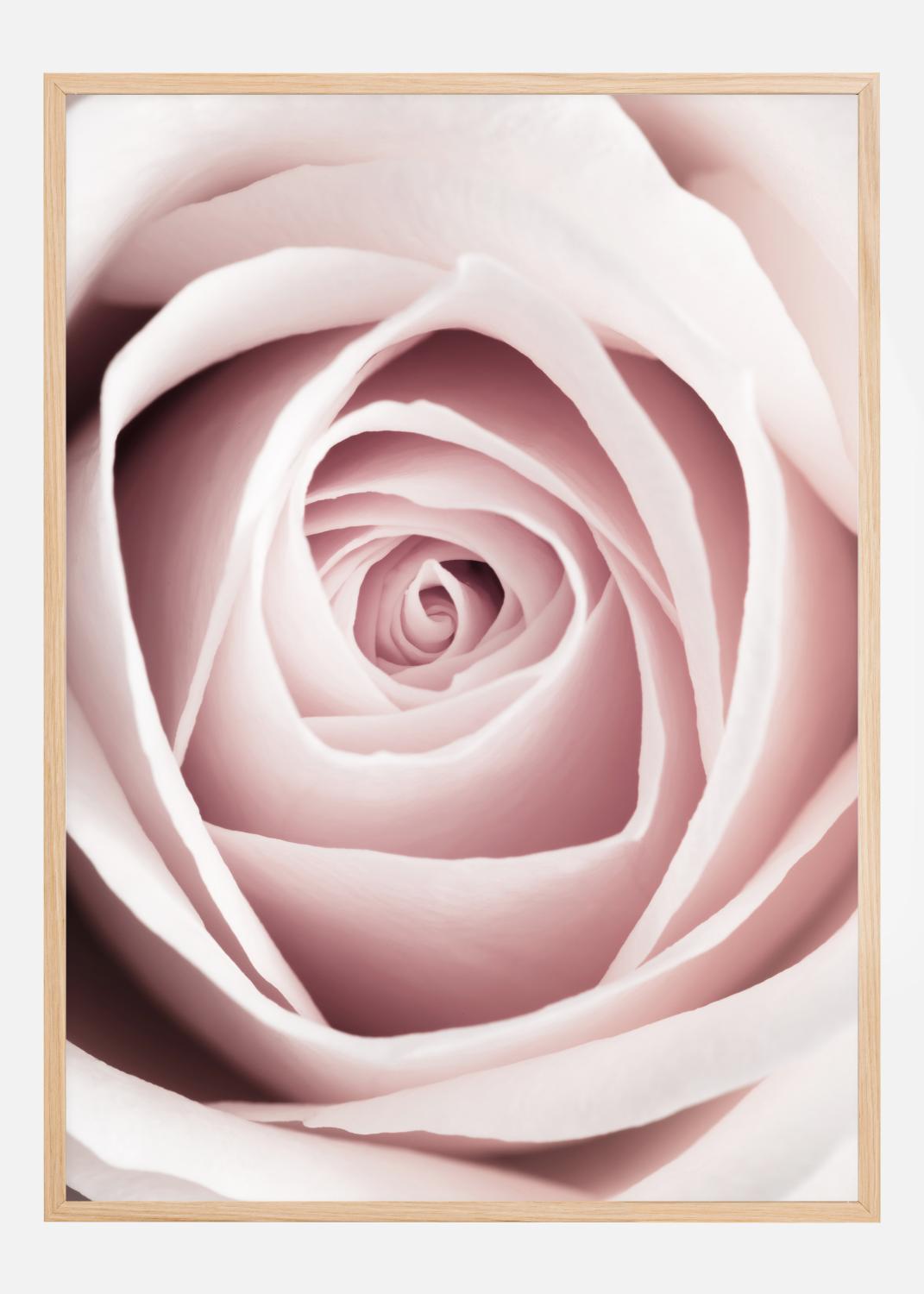 Product Image for Pink Rose Poster (21x29.7 cm (A4))