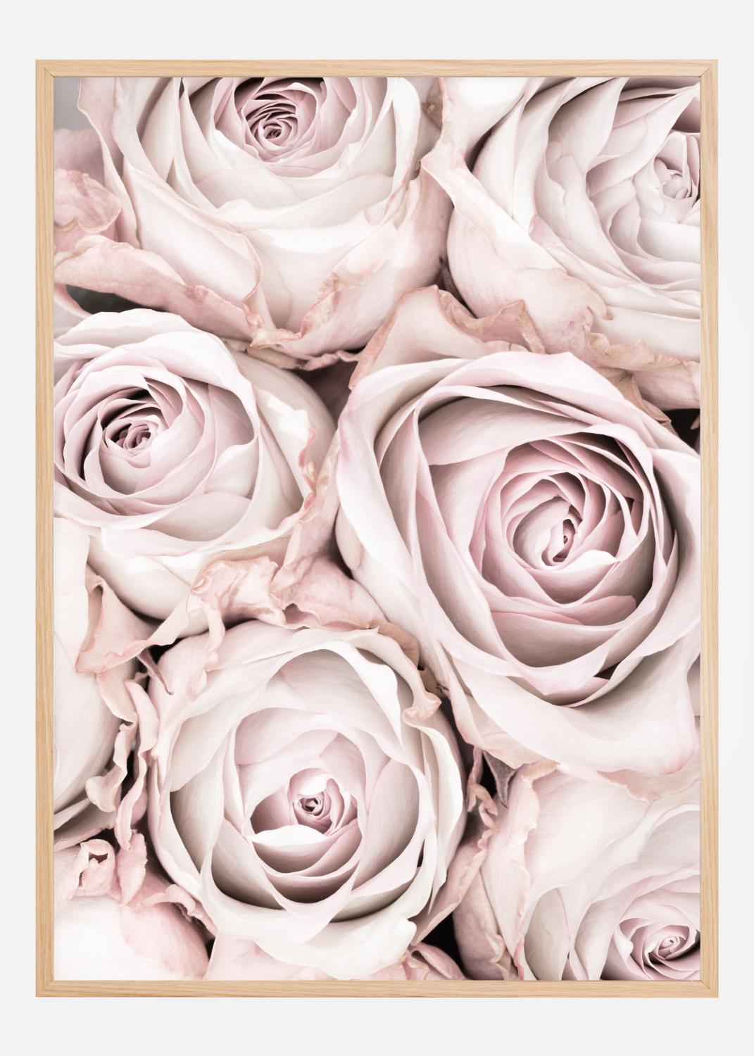 Product Image for Pink Roses Poster (21x29.7 cm (A4))