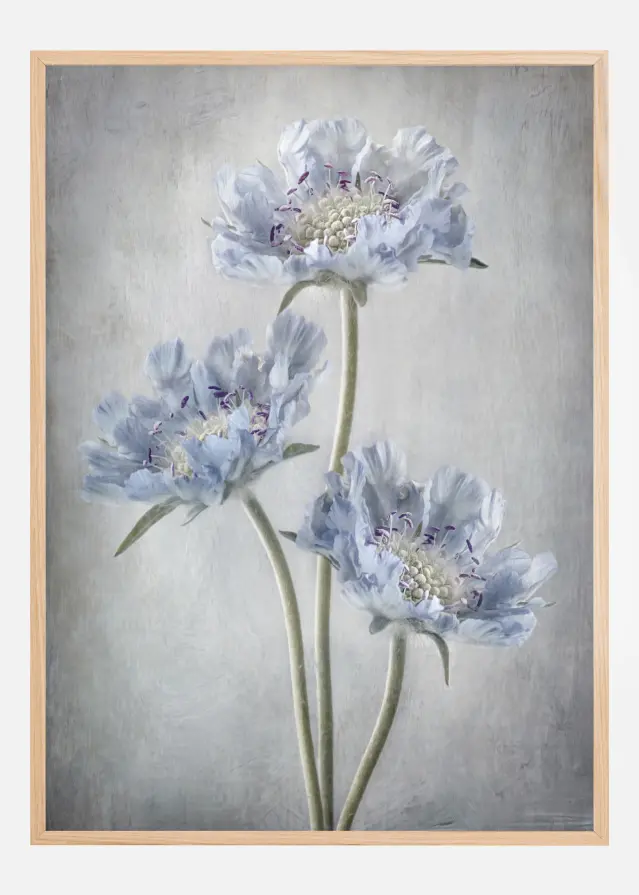 Bildverkstad Scabiosa Poster