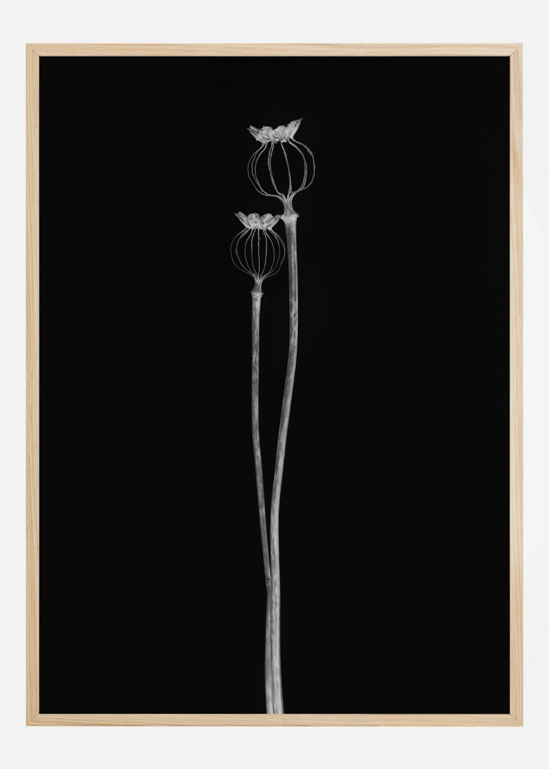 Product Image for Poppy Pods Poster (50x70 cm)